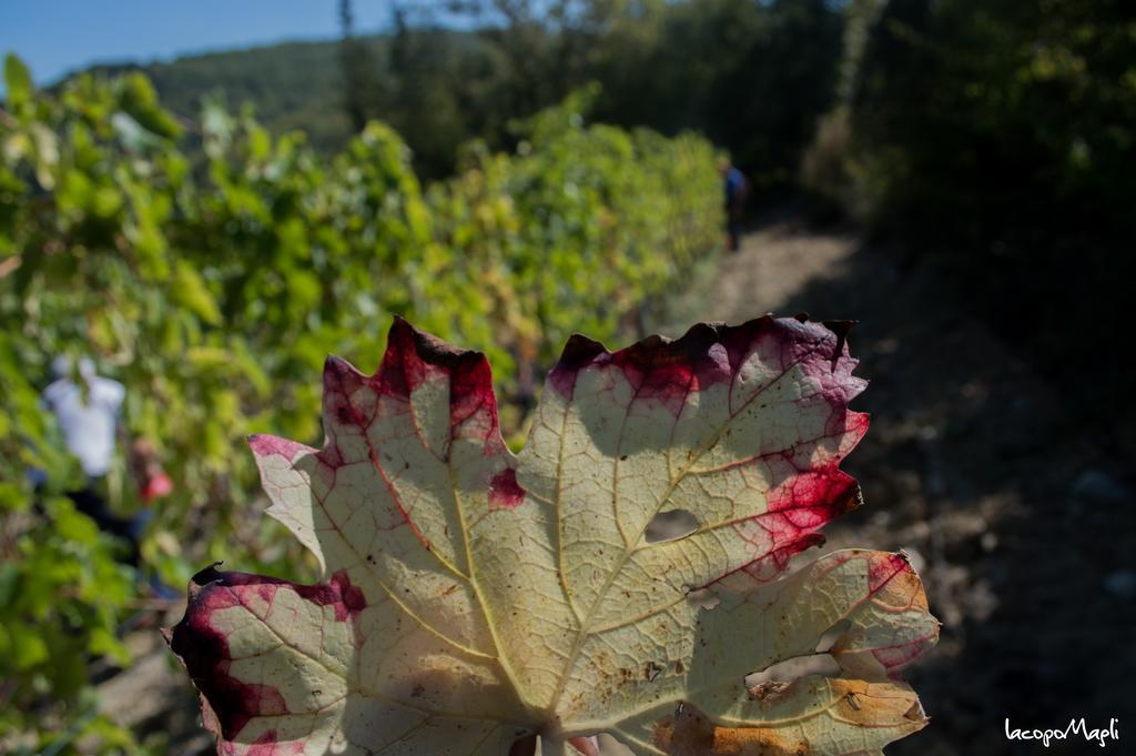 Agriturismo Montecorboli Barberino di Val dʼElsa Εξωτερικό φωτογραφία